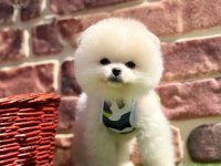 Pomeranian yavrular