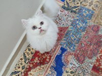 Irk ev iran kedisi