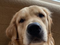 Golden Retriever Aşırı Sevimli