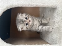 3 erkek ve 1 dişi scottish fold yavrularım