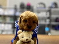 F1 maltipoo köpeği yavrular