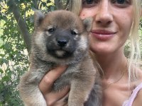 Shiba İnu Yavruları