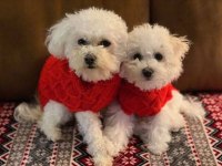 Anne altından safkan maltipoo bebekler
