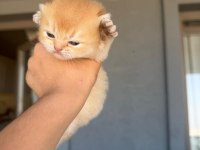 Golden british shorthair bebekler
