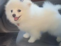 TEO isimli pomeranian yeni aile arıyor