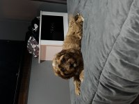 A kalite çok sağlıklı maltipoo