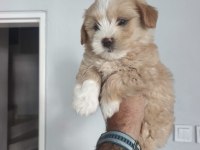 Maltipoo bebekleri