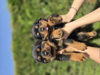 Safkan şecereli soydan rottweiler yavrular