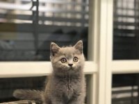 Gri Brıtısh Shorthair Yavrular 