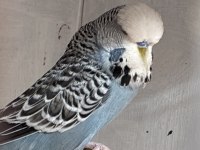 Damızlık jumbo erkek muhabbet kuşları