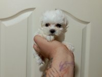 TEA CUP KORE DİŞİ MALTESE