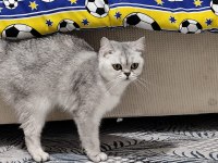 MİNİK KEDİLERE GÜZEL AİLE ARIYORUZ