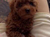 Anne altından toy poodle