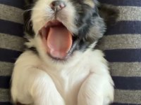 45 günlük shih tzu yavrular