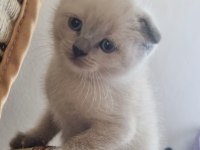 Mavi gözlü scottish fold yavrular
