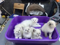 2 Scottish fold 3 british yavrularımız