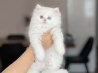 Irkının En İyisi British Longhair Yavrum