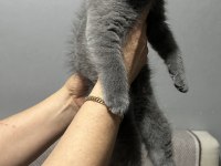 Gri Erkek Yavru Scottish Fold