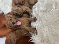 Toy poodle bebekler