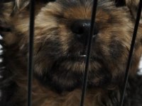 Morkie bebeğimiz teslime hazır