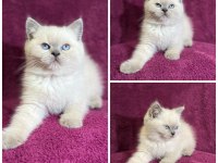 British shorthair kedide Zirve