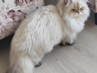 Kedimiz prense harika yuva arıyoruz