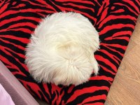 Maltipoo 3.5 aylık