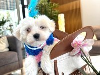 Tatlı Yavru Maltese Köpeklerimizle Tanışın!