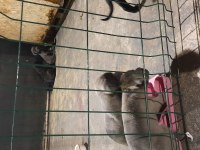 45 günlük cane corso köpekler