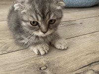 Scottish Fold 2 Aylık