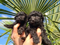 SİMSİYAH SİYAH TOY POODLE YAVRULARIMIZ