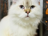 British yavrularımıza takip şartı ile yuva arıyoruz