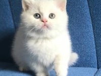 BRİTİSH YAVRULAR SÜTTEN KESİLMEK ÜZERE !