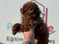 Ankarada ziyarete açık redbrown toy poodle lar