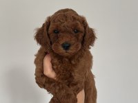 Toy poodle yavrular