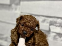 Kore Teacup Poodle bebek