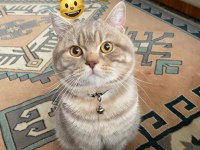 Oyuncu british shorthair