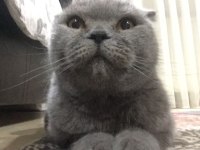 2 yaşında eğitimli tatlımı tatlı kızım scottish fold