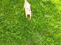 Tarçın evcil chihuahua