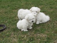 Maltese Terrier Xs Karbeyaz Sıfır Numara