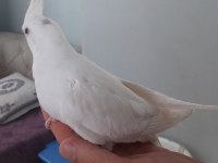 Yavru sultan papağanlar