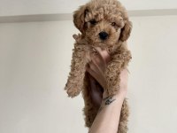 0 NUMARA RED BROWN AŞILI MALTİPOO YAVRULAR