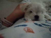 Kore maltese bebekler