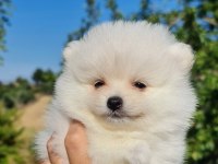 Tedyface Pomeranian Yavrularımız