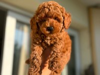 Toy Poodle Yavrular Irk Sağlık Garantili
