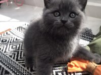 British shorthair ve longhair yavrularımız yuvaya hazır