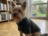 Çok uyguna full aşılı köpeğimiz