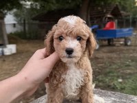 Toy Poodle Ayarında Maltipo Oğlumuz