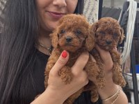 Red toy poodle yavrularım