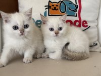 En güzel british shorthair yavrularımız ziyarete açık